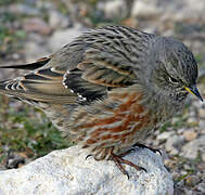 Alpine Accentor