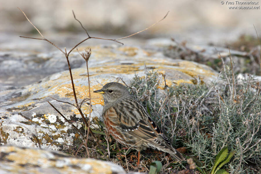 Alpine Accentor