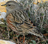 Alpine Accentor