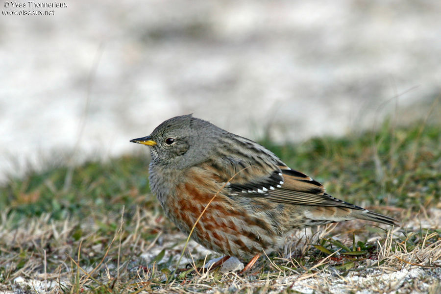 Accenteur alpin