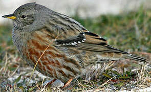 Alpine Accentor