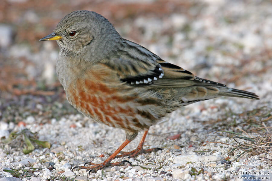 Alpine Accentor