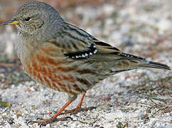 Alpine Accentor