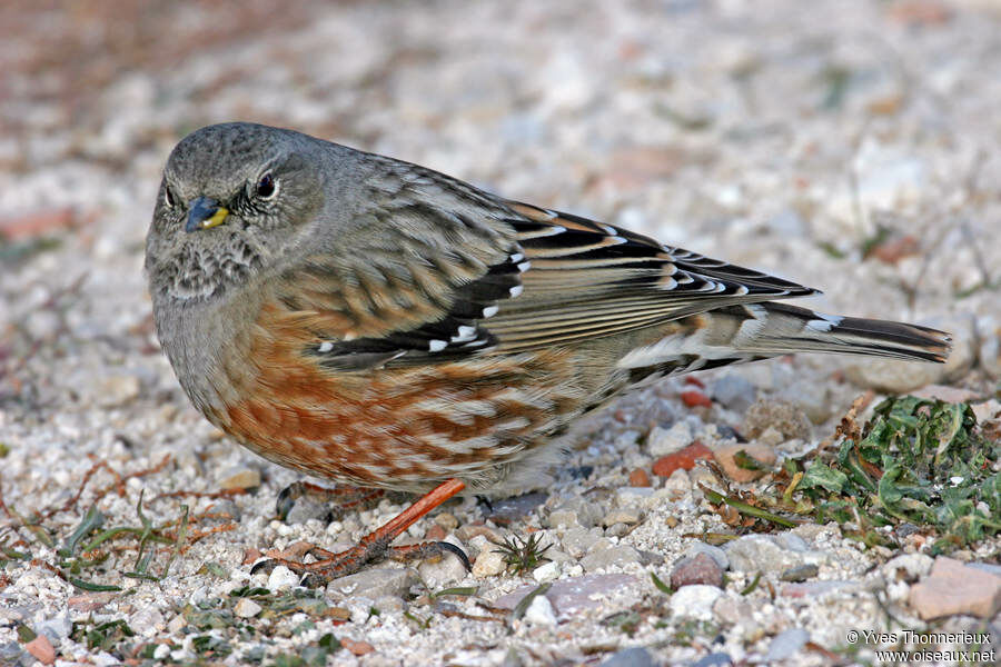 Alpine Accentor