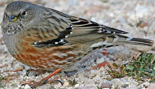 Alpine Accentor