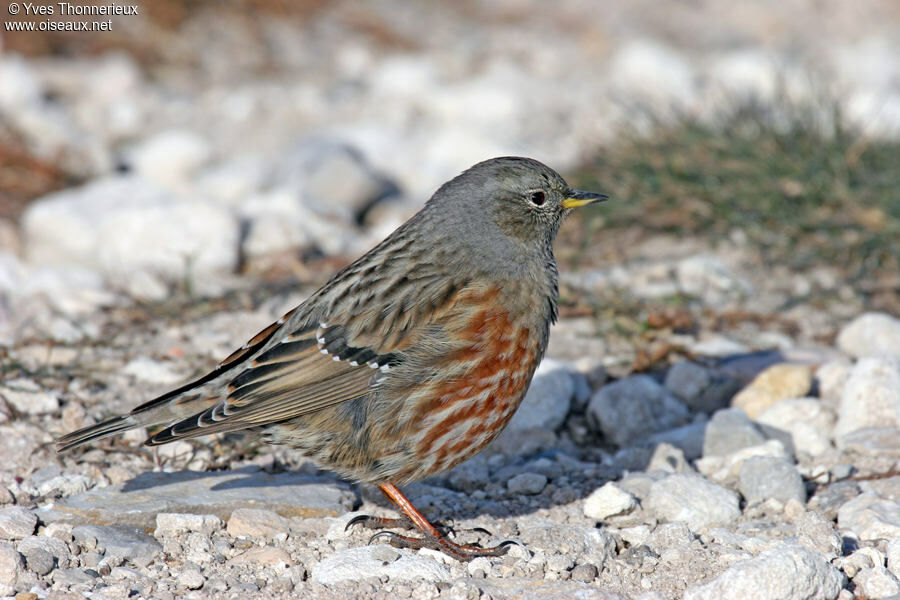 Alpine Accentor