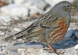 Alpine Accentor