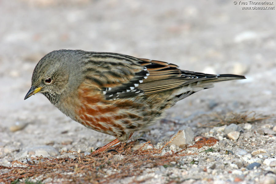 Alpine Accentor