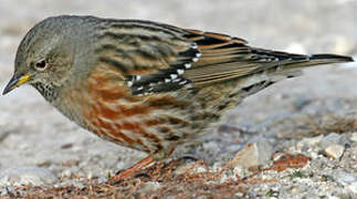 Alpine Accentor