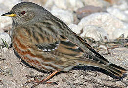 Alpine Accentor