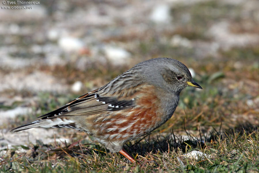 Alpine Accentor