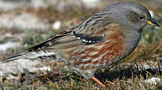 Alpine Accentor