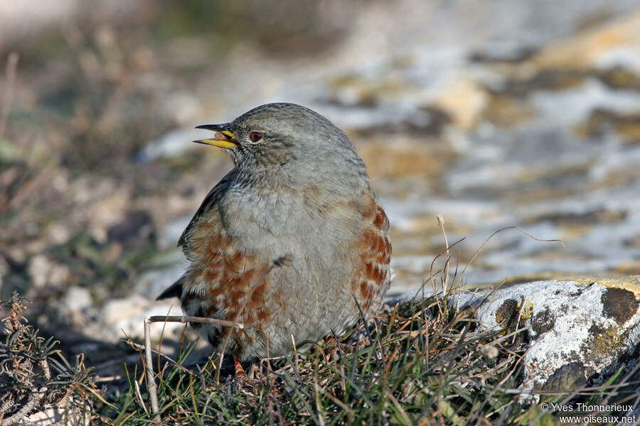 Accenteur alpin