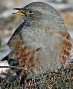 Alpine Accentor