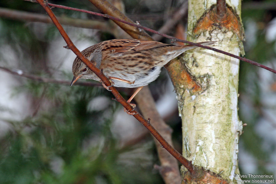 Dunnock