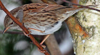 Dunnock