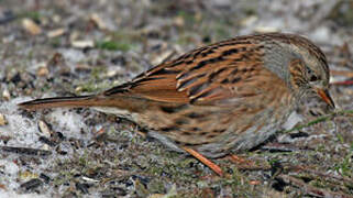 Dunnock