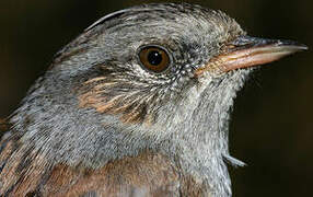 Dunnock