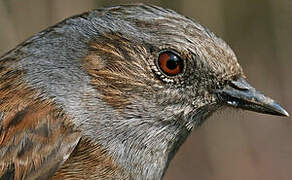 Dunnock