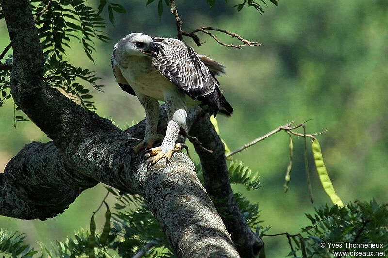 Aigle couronné