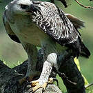 Aigle couronné