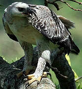 Crowned Eagle