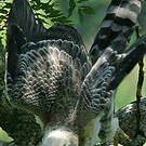Aigle couronné