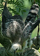 Crowned Eagle