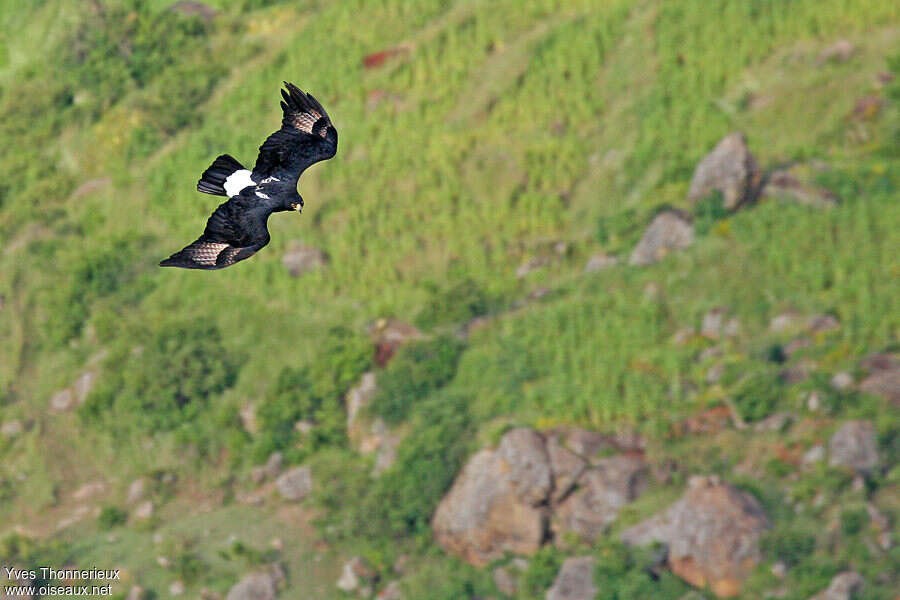 Aigle de Verreauxadulte, Vol