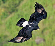 Verreaux's Eagle