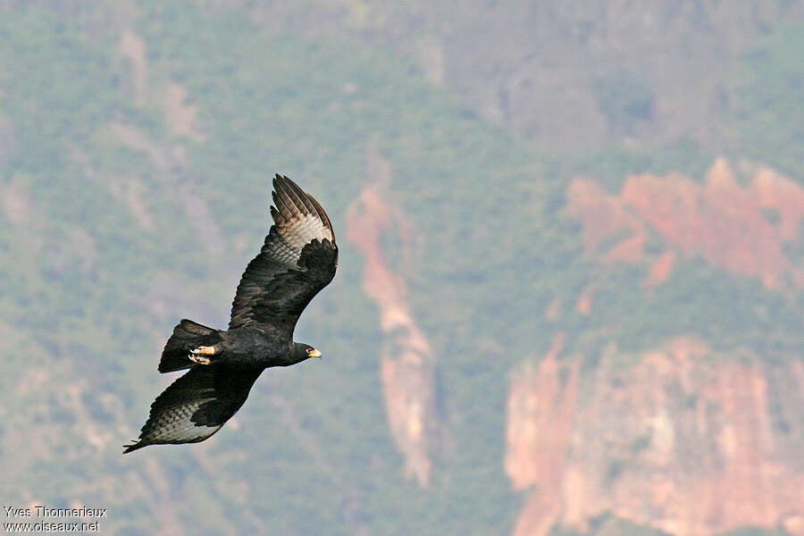 Aigle de Verreauxadulte, Vol