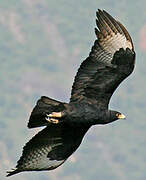 Verreaux's Eagle