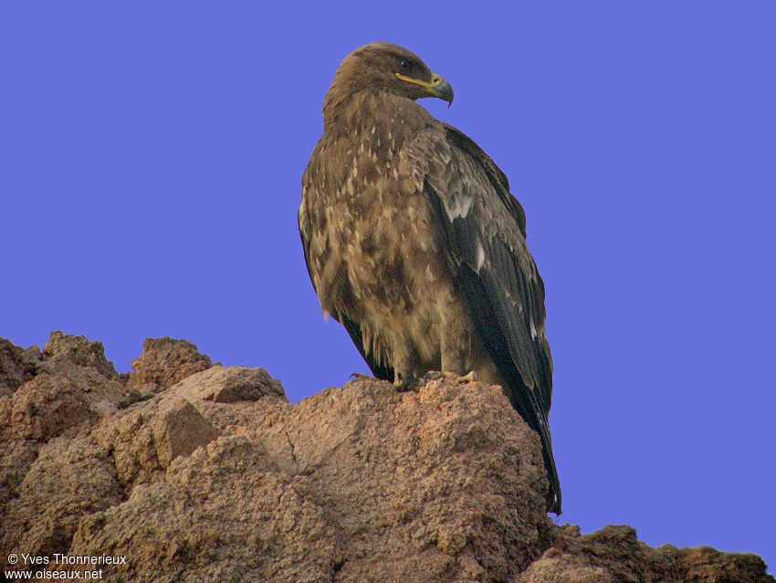 Steppe Eagle