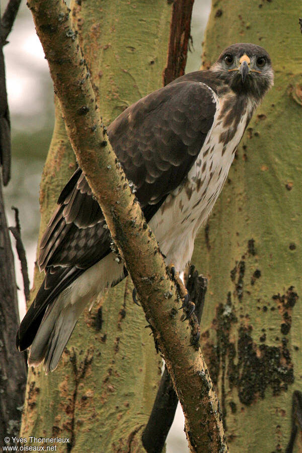 African Hawk-Eagle