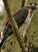 African Hawk-Eagle