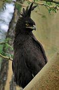 Long-crested Eagle