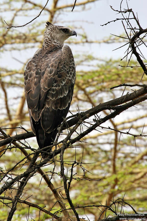 Martial Eagle