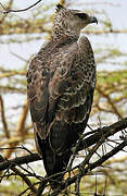 Martial Eagle