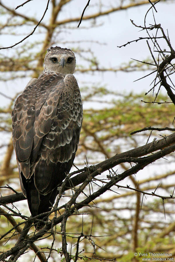 Martial Eagle