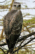 Martial Eagle