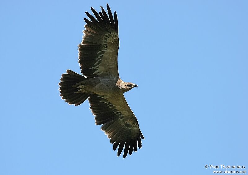 Tawny Eagle