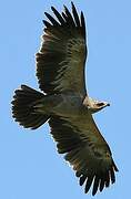 Tawny Eagle