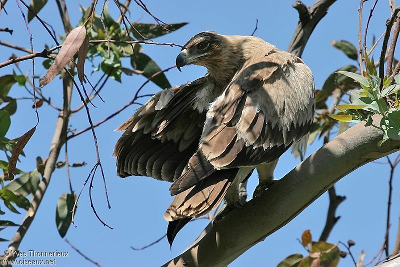 Tawny Eagle