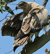 Tawny Eagle