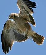 Tawny Eagle