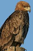 Tawny Eagle