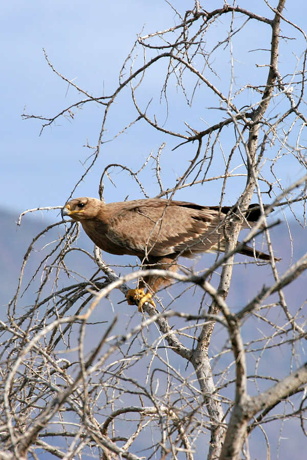 Aigle ravisseur