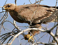 Aigle ravisseur