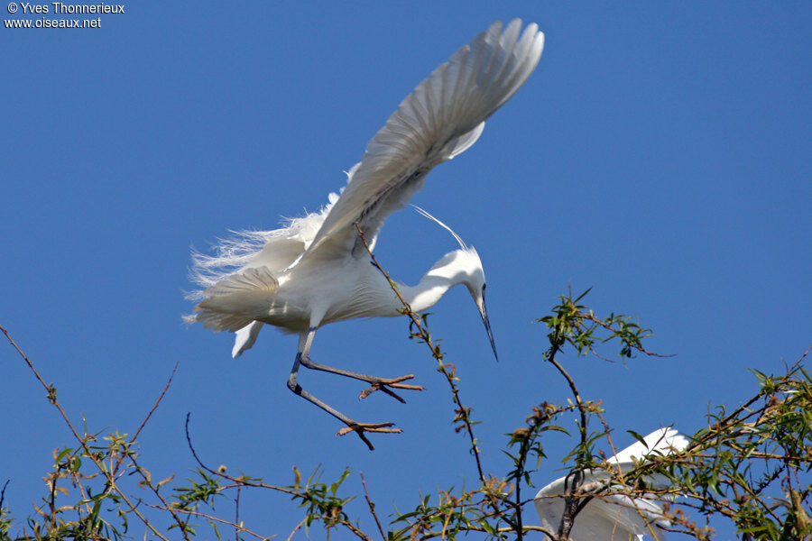 Aigrette garzette