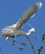 Little Egret